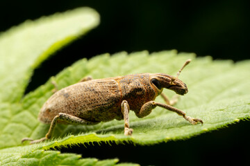 weevil inhabiting on the leaves of wild plants