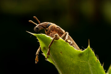 weevil inhabiting on the leaves of wild plants