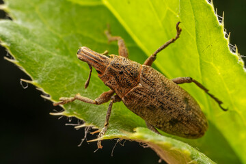 weevil inhabiting on the leaves of wild plants