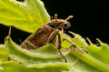 weevil inhabiting on the leaves of wild plants