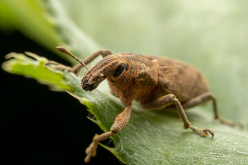 weevil inhabiting on the leaves of wild plants