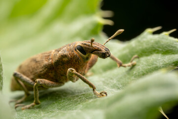 weevil inhabiting on the leaves of wild plants