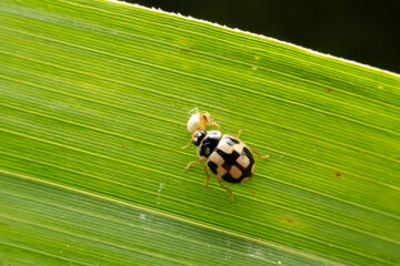 Propylaea japonica prey on aphids on wild plant leaves