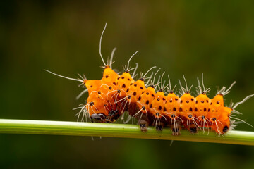 Silkworm moth larvae inhabiting on the leaves of wild plants