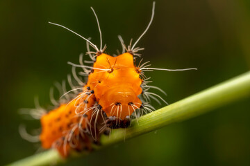 Silkworm moth larvae inhabiting on the leaves of wild plants
