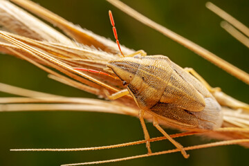 stinkbug inhabiting on the leaves of wild plants