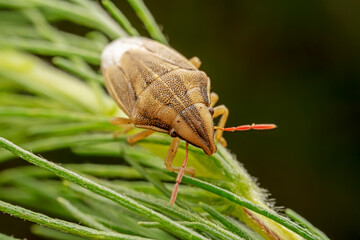 stinkbug inhabiting on the leaves of wild plants
