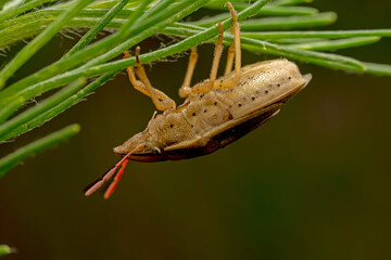 stinkbug inhabiting on the leaves of wild plants