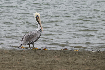 Pelican on the seashore, resting after a long fishing job