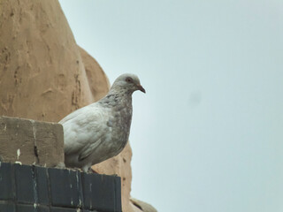 domestic pigeon waiting for someone to give it some corn