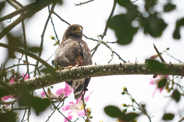 Alcon waiting for prey in the top of a tree