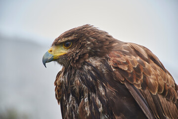 Alcon waiting for his prey, with a fixed gaze and imperturbable attention