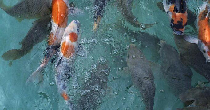 Super slow motion close up of colorful asian carp koi fishes on surface of water swallow the air while swimming in clear transparent water of pond with a sun shining.