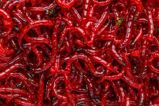 Red bloodworm, background. Bait for winter fishing. Background of bait for winter fishing.bunch of small red mosquito larvae bloodworm.Macro