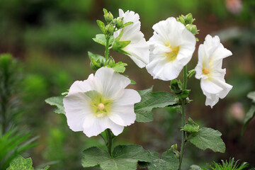 Beautiful hollyhock flowers in the park