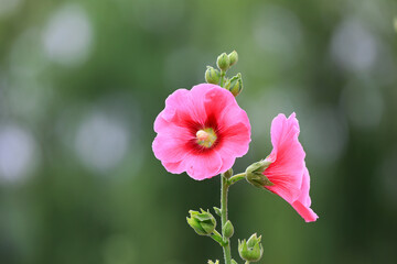 Obraz premium Beautiful hollyhock flowers in the park