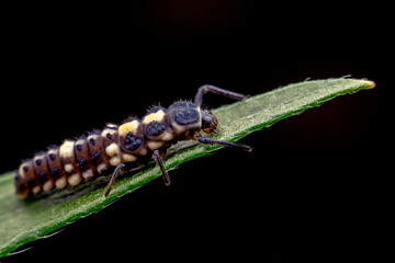 Ladybug larvae inhabit the leaves of wild plants