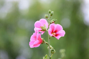 Beautiful hollyhock flowers in the park