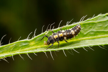 Ladybug larvae inhabit the leaves of wild plants