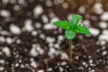 Close-up young hemp.Planting for the Spring.Baby cannabis plant growing at outdoor planting.growing organic cannabis background herb on the farm