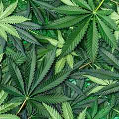 Fototapeta na wymiar CBD Beautiful background green cannabis flowers.Cannabis Sativa Leaves On Dark - Medical Legal Marijuana.cbd oil - medical marijuana concept,alternative herb medicine.