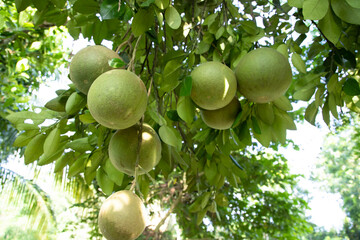 Green Pomelo (Citrus grandis) Pomelos are the most prominent fruits oranges  hanging on the tree...
