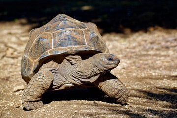 Aldabra giant tortoise - Aldabrachelys gigantea