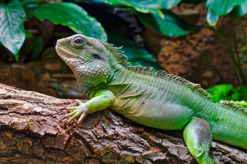 Chinese water dragon - Physignathus cocincinus