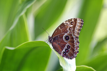 Peleides Blue Morpho Butterfly (underside) - Morpho peleides