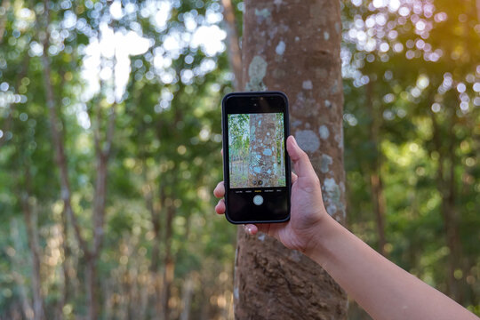 An Asian woman uses a camera phone to take pictures of lichens clinging to palm trunks for study. Lichens appear as stains on the bark of trees caused by mutualism. of fungi and algae.