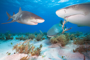Group of three sharks over white sand.