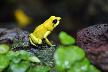 Golden poison dart frog - Phyllobates terribilis