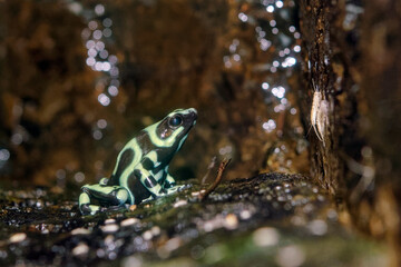 Green-and-black poison dart frog - Dendrobates auratus