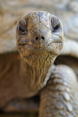 Aldabra giant tortoise - Aldabrachelys gigantea