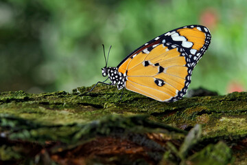 Fototapeta na wymiar Plain tiger butterfly - Danaus chrysippus