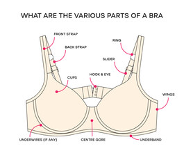 What are the various parts of a bra. Anatomy of a Bra, different Parts of a Bra. Vector bra infographic - obrazy, fototapety, plakaty