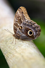 Owl butterfly (or forest giant owl) - Caligo eurilochus