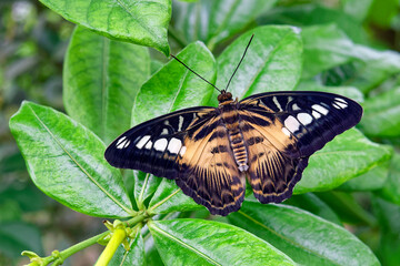 Clipper butterfly - Parthenos sylvia