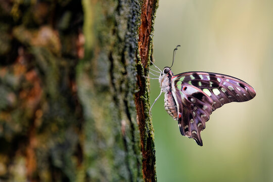Tailed jay butterfly - Graphium agamemnon