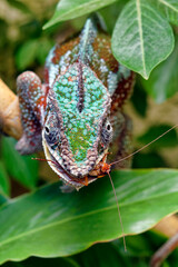 Panther chameleon (male) - Furcifer pardalis