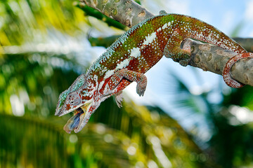 Panther chameleon (male) - Furcifer pardalis © Fab