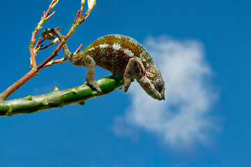 Panther chameleon (male) - Furcifer pardalis © Fab