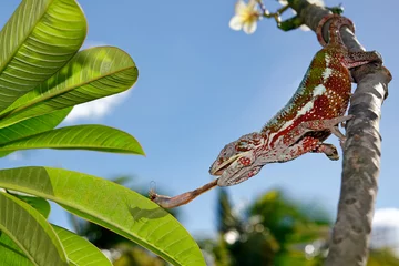 Kissenbezug Panther chameleon (male) - Furcifer pardalis © Fab