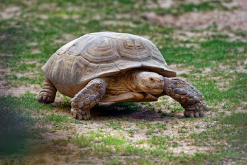 African spurred tortoise - Centrochelys sulcata