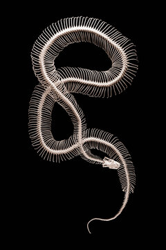 Indian rock python skeleton - Python molurus