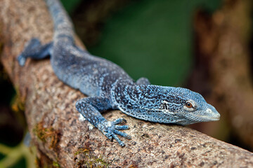 Blue tree monitor - Varanus macraei