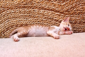 Cute  ginger and white kitten sleeping with open mouth. Kitty lying on sofa and having nice time.