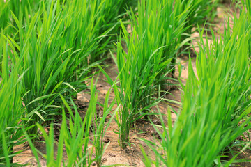 Dry direct seeding of rice seedlings in the fields, North China