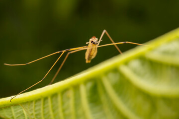 Tipulidae inhabit the leaves of wild plants