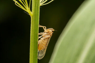 Planthopper inhabiting on the leaves of wild plants